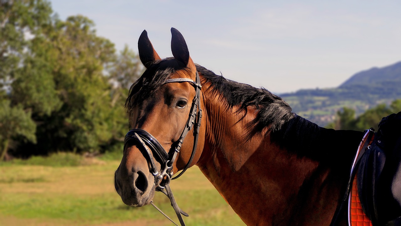 How to Draw a Running Horse: Step-By-Step Guide